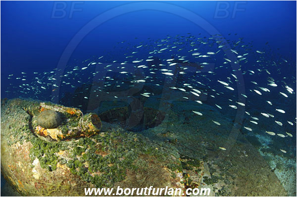 Island Vis, Croatia, Adriatic sea, Mediterranean sea, Wreck, Airplane, Bomber, B-24, Consolidated B-24 Liberator, Boops boops, Boops, Sparidae, Bogue, Seabream, Fish, Fish school