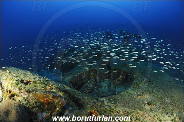 Island Vis, Croatia, Adriatic sea, Mediterranean sea, Wreck, Airplane, Bomber, B-24, Consolidated B-24 Liberator, Boops boops, Boops, Sparidae, Bogue, Seabream, Fish, Fish school