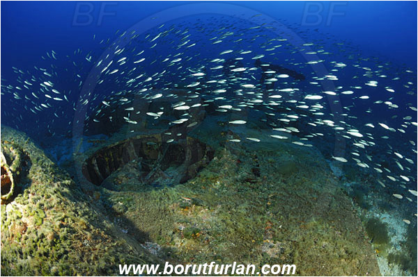 Island Vis, Croatia, Adriatic sea, Mediterranean sea, Wreck, Airplane, Bomber, B-24, Consolidated B-24 Liberator, Boops boops, Boops, Sparidae, Bogue, Seabream, Fish, Fish school