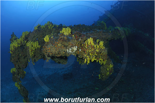 Island Vis, Croatia, Adriatic sea, Mediterranean sea, Wreck Brioni, Wreck, Brioni, Aplysina aerophoba, Aplysina, Aplysinidae, Yellow Tube Sponge, Golden Sponge, Sponge, Porifera