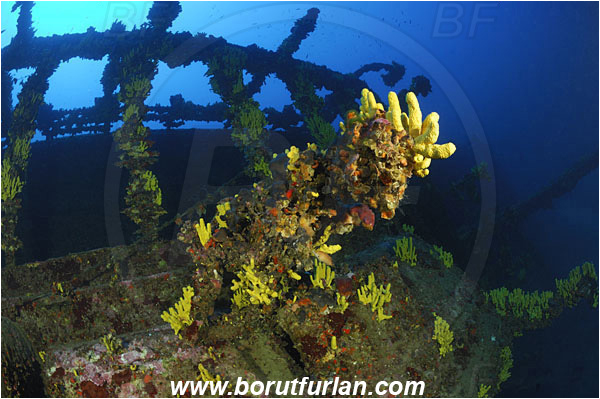 Island Vis, Croatia, Adriatic sea, Mediterranean sea, Wreck Brioni, Wreck, Brioni, Aplysina aerophoba, Aplysina, Aplysinidae, Yellow Tube Sponge, Golden Sponge, Sponge, Porifera