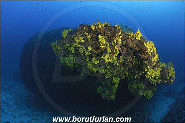 Island Vis, Croatia, Adriatic sea, Mediterranean sea, Wreck Brioni, Wreck, Brioni, Stern, Aplysina aerophoba, Aplysina, Aplysinidae, Yellow Tube Sponge, Golden Sponge, Sponge, Porifera