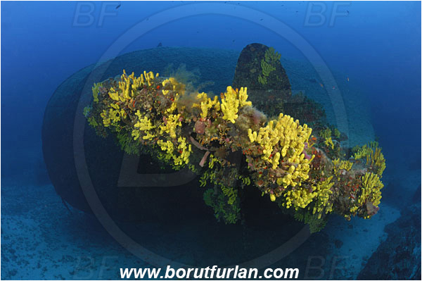 Island Vis, Croatia, Adriatic sea, Mediterranean sea, Wreck Brioni, Wreck, Brioni, Stern, Aplysina aerophoba, Aplysina, Aplysinidae, Yellow Tube Sponge, Golden Sponge, Sponge, Porifera