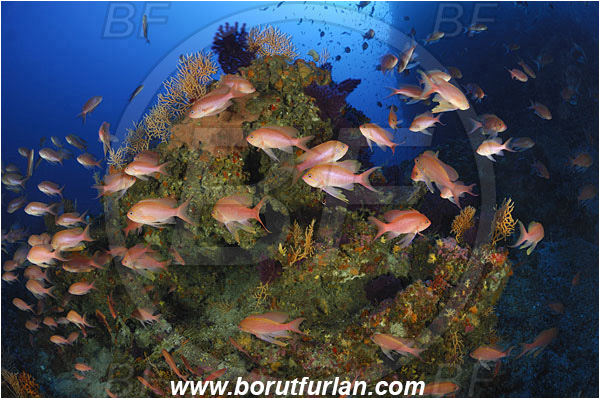 Island Svetac, Croatia, Adriatic sea, Mediterranean sea, Anthias anthias, Anthias, Serranidae, Swallowtail seaperch, Seaperch, Fish, Fish school, Reef