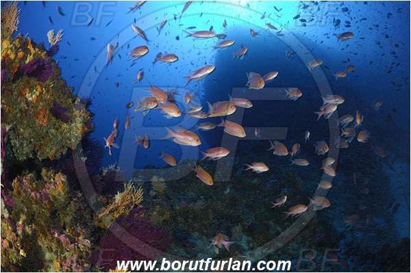 Island Svetac, Croatia, Adriatic sea, Mediterranean sea, Anthias anthias, Anthias, Serranidae, Swallowtail seaperch, Seaperch, Fish, Fish school, Reef