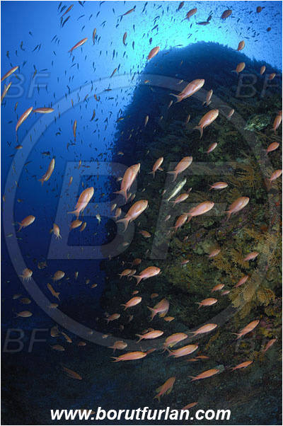 Island Svetac, Croatia, Adriatic sea, Mediterranean sea, Anthias anthias, Anthias, Serranidae, Swallowtail seaperch, Seaperch, Fish, Fish school, Reef