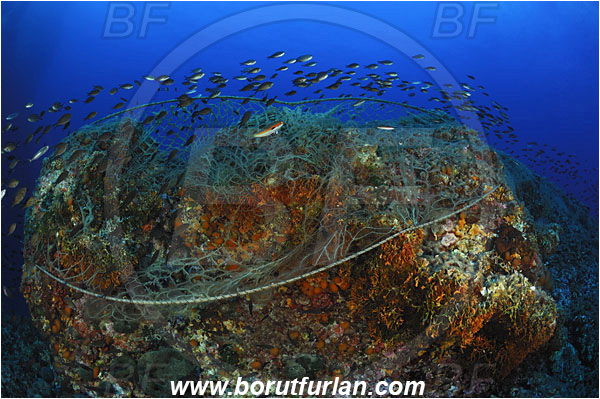 Island Svetac, Croatia, Adriatic sea, Mediterranean sea, Discarded fishing net, Fishing net, Reef, Fish school