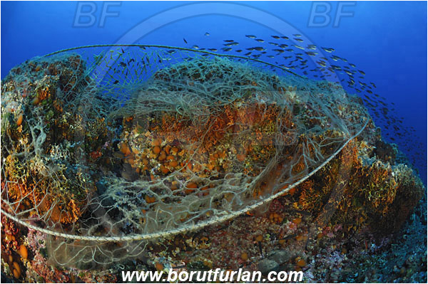 Island Svetac, Croatia, Adriatic sea, Mediterranean sea, Discarded fishing net, Fishing net, Reef, Fish school