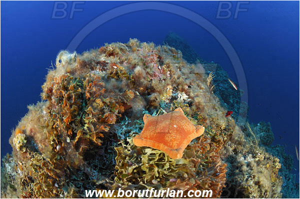 Island Svetac, Croatia, Adriatic sea, Mediterranean sea, Peltaster placenta, Peltaster, Goniasteridae, Penta starfish, Strafish, Asteroidea, Echinodermata, Echinoderm, Reef