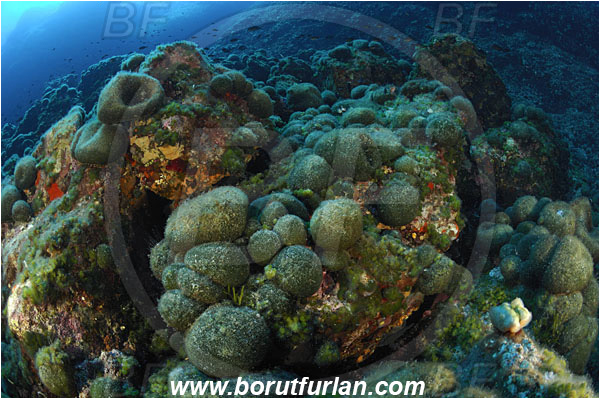 Island Svetac, Croatia, Adriatic sea, Mediterranean sea, Reef, Codium bursa, Codium, Codiaceae, Algae, Seaweed