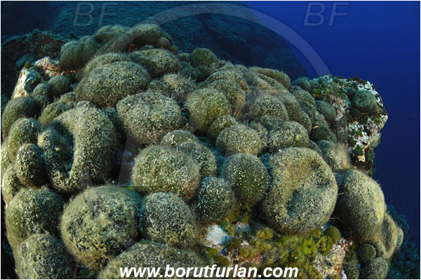 Island Svetac, Croatia, Adriatic sea, Mediterranean sea, Reef, Codium bursa, Codium, Codiaceae, Algae, Seaweed