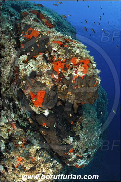 Island Svetac, Croatia, Adriatic sea, Mediterranean sea, Reef, Rock, Red sponge, Black sponge, Wall