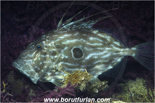 Island Vis, Croatia, Adriatic sea, Mediterranean sea, Zeus faber, Zeus, Zeidae, John Dory, St Pierre, Peter