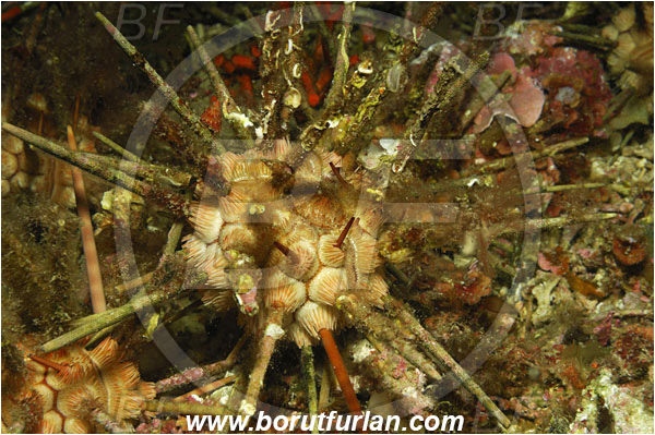 Island Vis, Croatia, Adriatic sea, Mediterranean sea, Stylocidaris affinis, Stylocidaris, Cidaridae, Red lance urchin, Sea urchin, Echinoidea, Echinodermata, Echinoderm