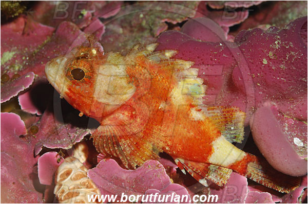 Island Susac, Croatia, Adriatic sea, Mediterranean sea, Scorpaena notata, Scorpaena, Scorpaenidae, Small red scorpionfish, Scorpionfish, Fish