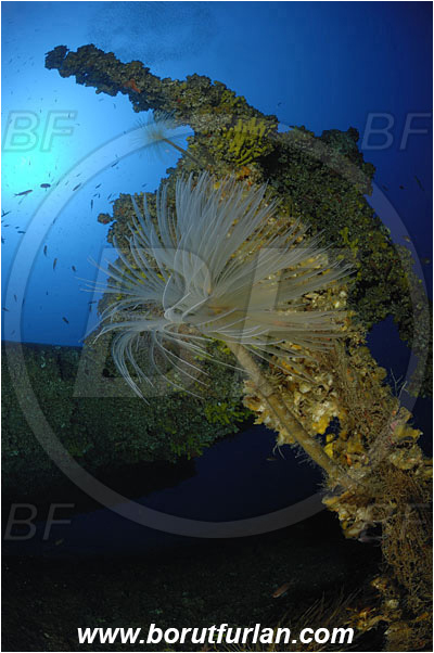 Island Vis, Croatia, Adriatic sea, Mediterranean sea, Wreck, Airplane, Bomber, B-17, Flying fortress, Propeller, Sabella spallanzanii, Sabella, Sabellidae, Mediterranean fanworm, Worm, Polychaeta