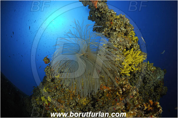 Island Vis, Croatia, Adriatic sea, Mediterranean sea, Wreck, Airplane, Bomber, B-17, Flying fortress, Propeller, Sabella spallanzanii, Sabella, Sabellidae, Mediterranean fanworm, Worm, Polychaeta