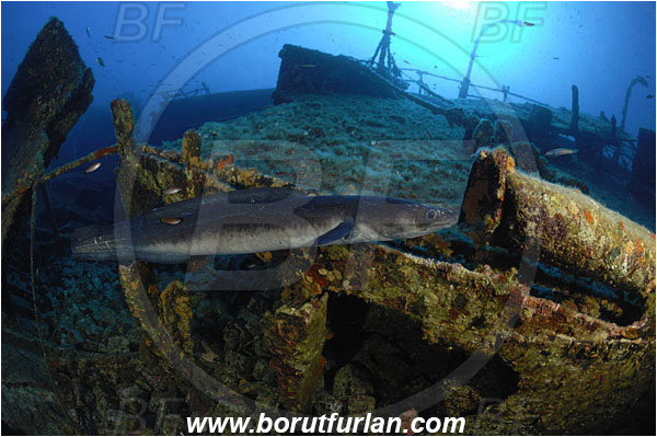 Island Vis, Croatia, Adriatic sea, Mediterranean sea, Wreck Teti, Wreck, Teti, Conger conger, Conger, Congridae, European conger, Fish