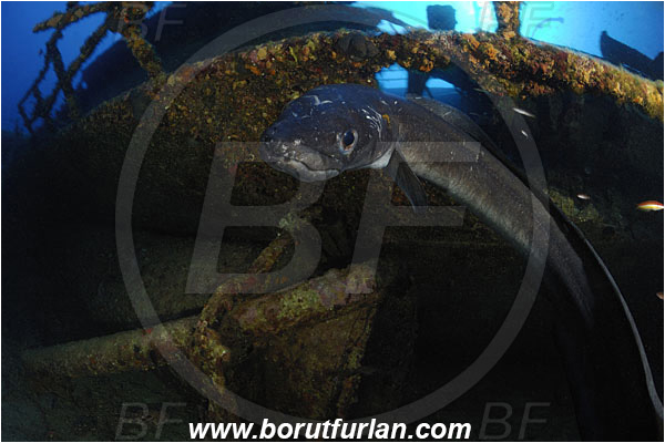 Island Vis, Croatia, Adriatic sea, Mediterranean sea, Wreck Teti, Wreck, Teti, Conger conger, Conger, Congridae, European conger, Fish