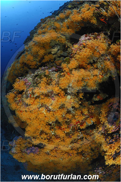 Island Vis, Croatia, Adriatic sea, Mediterranean sea, Parazoanthus axinellae, Parazoanthus, Parazoanthidae, Yellow cluster anemone, Anemone, Anthozoa, Cnidaria, Cnidarian, Reef