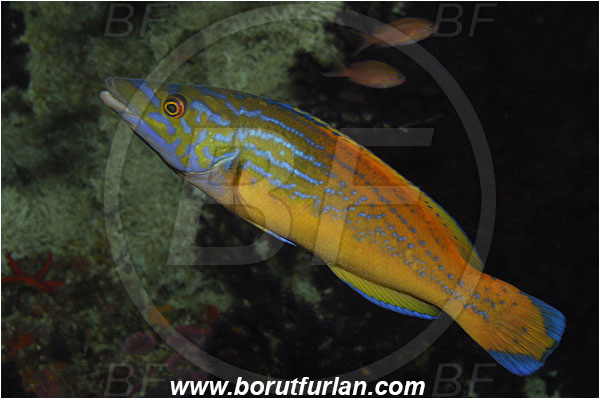 Island Vis, Croatia, Adriatic sea, Mediterranean sea, Labrus mixtus, Labrus, Labridae, Cuckoo wrasse, Wrasse, Fish, Male