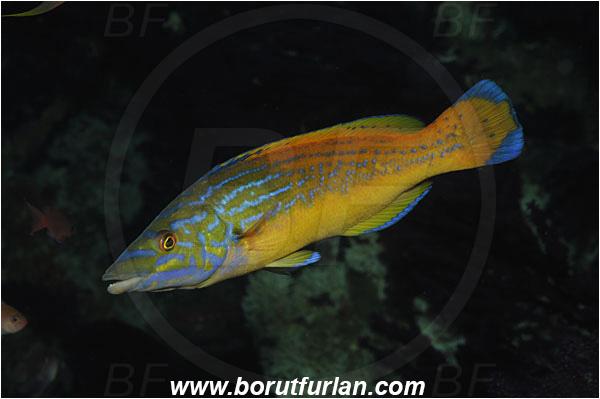 Island Vis, Croatia, Adriatic sea, Mediterranean sea, Labrus mixtus, Labrus, Labridae, Cuckoo wrasse, Wrasse, Fish, Male