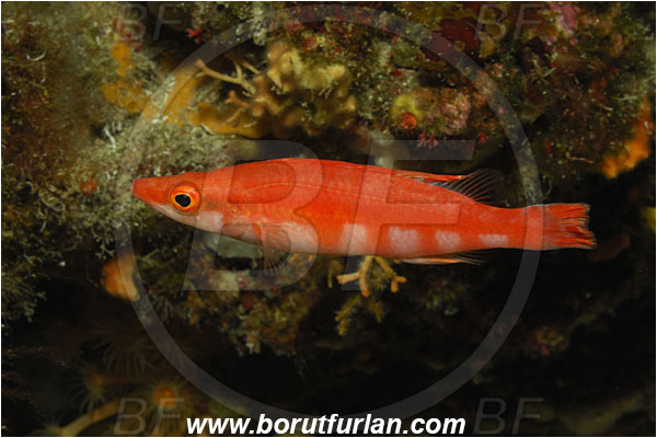 Island Vis, Croatia, Adriatic sea, Mediterranean sea, Lappanella fasciata, Lappanella, Labridae, Lappanella wrasse, Wrasse, Fish