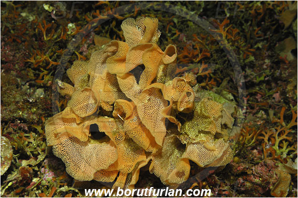 Island Vis, Croatia, Adriatic sea, Mediterranean sea, Reteporella beaniana, Reteporella, Phidoloporidae, Bryozoa, Bryozoan