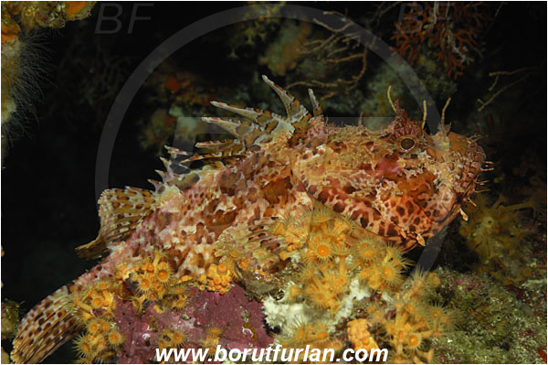 Island Vis, Croatia, Adriatic sea, Mediterranean sea, Scorpaena scrofa, Scorpaena, Scorpaenidae, Great red scorpionfish, Scorpionfish, Fish