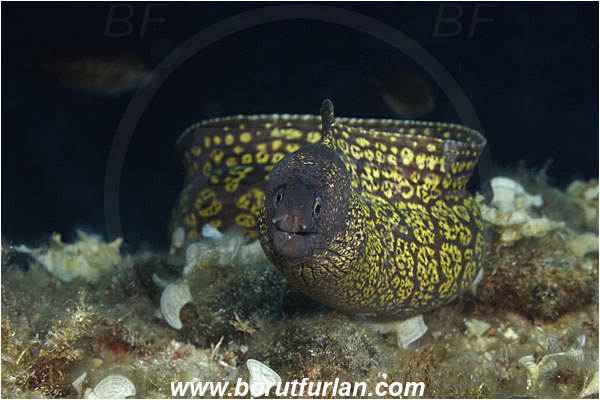 Island Vis, Croatia, Adriatic sea, Mediterranean sea, Muraena helena, Muraena, Muraenidae, Mediterranean moray, Moray, Fish
