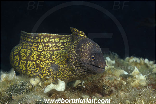 Island Vis, Croatia, Adriatic sea, Mediterranean sea, Muraena helena, Muraena, Muraenidae, Mediterranean moray, Moray, Fish, Portrait