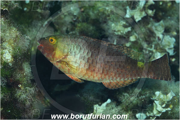 Island Vis, Croatia, Adriatic sea, Mediterranean sea, Sparisoma cretense, Sparisoma, Scaridae, Mediterranean parrotfish, Parrotfish, Wrasse, Fish, Female