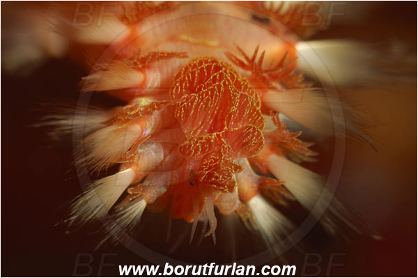 Island Vis, Croatia, Adriatic sea, Mediterranean sea, Hermodice carunculata, Hermodice, Amphinomidae, Bearded fireworm, Fireworm, Worm, Polychaeta, Abstract