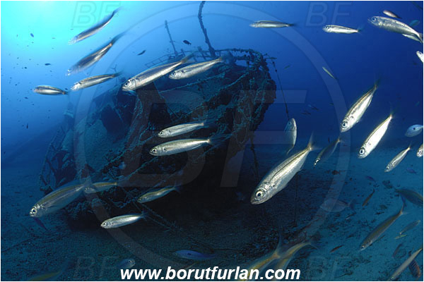 Island Vis, Croatia, Adriatic sea, Mediterranean sea, Wreck Teti, Wreck, Teti, Stern, Steering wheel, Fish school, Boops boops, Boops, Sparidae, Bogue, Seabream, Fish