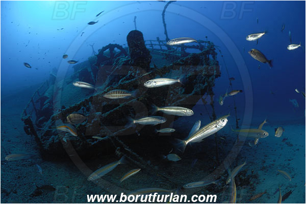 Island Vis, Croatia, Adriatic sea, Mediterranean sea, Wreck Teti, Wreck, Teti, Stern, Steering wheel, Fish school, Boops boops, Boops, Sparidae, Bogue, Seabream, Fish