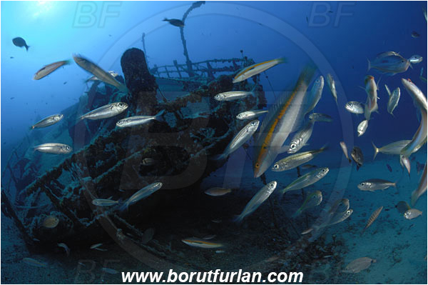 Island Vis, Croatia, Adriatic sea, Mediterranean sea, Wreck Teti, Wreck, Teti, Stern, Steering wheel, Fish school, Boops boops, Boops, Sparidae, Bogue, Seabream, Coris julis, Coris, Labridae, Mediterranean rainbow wrasse, Wrasse, Fish, Male