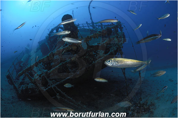 Island Vis, Croatia, Adriatic sea, Mediterranean sea, Wreck Teti, Wreck, Teti, Stern, Steering wheel, Fish school, Boops boops, Boops, Sparidae, Bogue, Seabream, Fish
