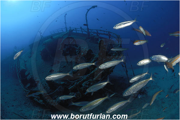 Island Vis, Croatia, Adriatic sea, Mediterranean sea, Wreck Teti, Wreck, Teti, Stern, Steering wheel, Fish school, Boops boops, Boops, Sparidae, Bogue, Seabream, Fish