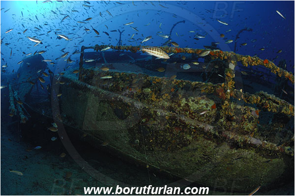 Island Vis, Croatia, Adriatic sea, Mediterranean sea, Wreck Teti, Wreck, Teti, Fish school