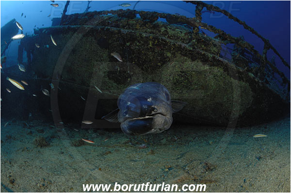 Island Vis, Croatia, Adriatic sea, Mediterranean sea, Wreck Teti, Wreck, Teti, Conger conger, Conger, Congridae, European conger, Fish, Portrait