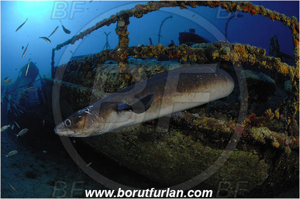 Island Vis, Croatia, Adriatic sea, Mediterranean sea, Wreck Teti, Wreck, Teti, Conger conger, Conger, Congridae, European conger, Fish