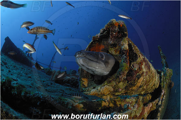 Island Vis, Croatia, Adriatic sea, Mediterranean sea, Wreck Teti, Wreck, Teti, Conger conger, Conger, Congridae, European conger, Fish, Portrait