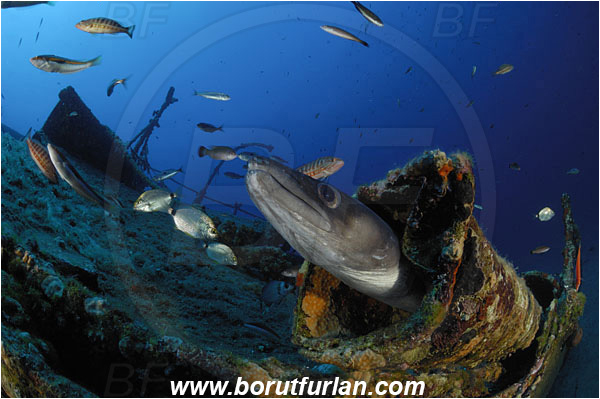 Island Vis, Croatia, Adriatic sea, Mediterranean sea, Wreck Teti, Wreck, Teti, Conger conger, Conger, Congridae, European conger, Fish, Portrait