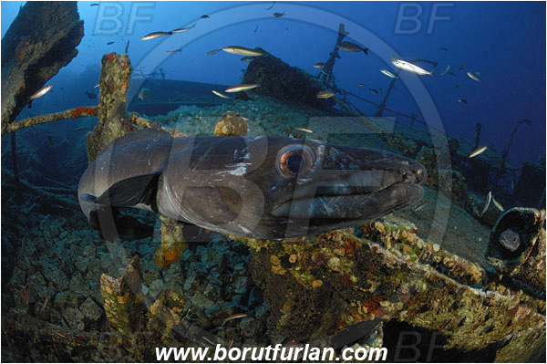 Island Vis, Croatia, Adriatic sea, Mediterranean sea, Wreck Teti, Wreck, Teti, Conger conger, Conger, Congridae, European conger, Fish