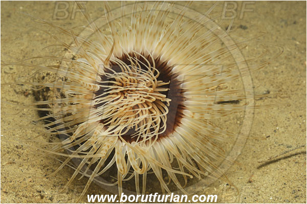 Piran, Slovenia, Adriatic sea, Mediterranean sea, Cerianthus membranaceus, Cerianthus, Cerianthidae, Cylinder anemone, Tube dwelling anemone, Tube anemone, Anemone, Anthozoa, Cnidaria, Cnidarian