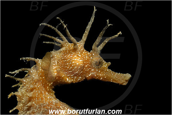 Piran, Slovenia, Adriatic sea, Mediterranean sea, Hippocampus guttulatus, Hippocampus, Syngnathidae, Long-snouted seahorse, Seahorse, Fish, Portrait