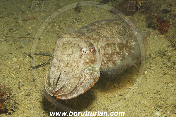 Piran, Slovenia, Adriatic sea, Mediterranean sea, Sepia officinalis, Sepia, Sepiidae, European cuttlefish, Common cuttlefish, Cuttlefish, Cephalopoda, Mollusca, Mollusc