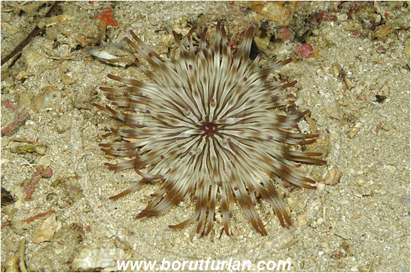 Island Korcula, Croatia, Adriatic sea, Mediterranean sea, Condylactis aurantiaca, Condylactis, Actiniidae, Golden delicious anemone, Anemone, Anthozoa, Cnidaria, Cnidarian