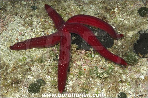 Island Korcula, Croatia, Adriatic sea, Mediterranean sea, Ophidiaster ophidianus, Ophidiaster, Ophidiasteridae, Purple starfish, Strafish, Asteroidea, Echinodermata, Echinoderm