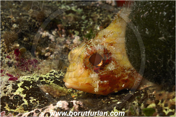 Island Korcula, Croatia, Adriatic sea, Mediterranean sea, Scorpaena notata, Scorpaena, Scorpaenidae, Small red scorpionfish, Scorpionfish, Fish, Portrait